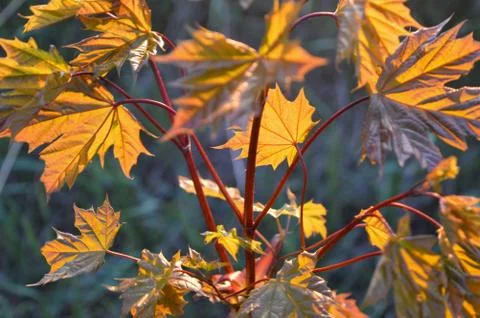 Sunshine Through Maple Tree Foto stock