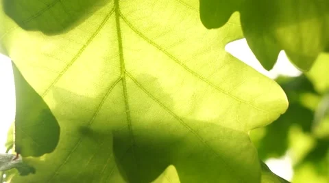 Sunshine through oak leaves Stock Footage 50349519
