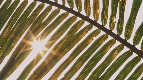 Sunshine through palm Stock Footage