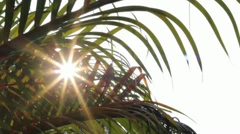 Sunshine Through Palm Leaf Slider 2 Stock Footage 22097199
