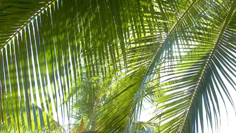 Sunshine through Palm Leaves Video stock 138452687