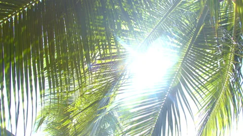 Sunshine through Palm Leaves Stock Footage 138452910
