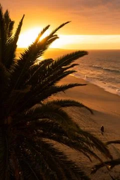 Sunshine through palm tree Stock Photos