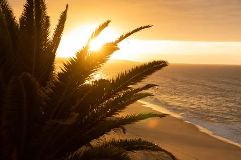Sunshine through palm tree Stock Photos