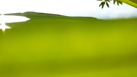 Sunshine through the palm tree in summer daytime Video stock 122329730