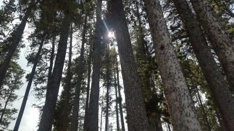 Sunshine through Stock Photos