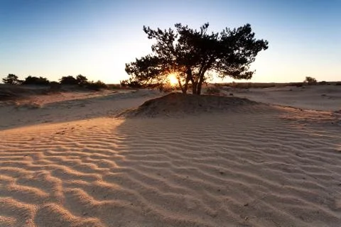 Sunshine through pine tree and sand dune Stock-Fotos
