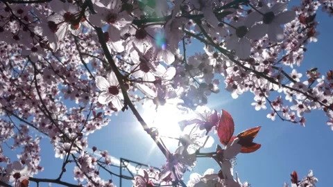 Sunshine through the pink petals of the cherry tree. Video stock 153838307