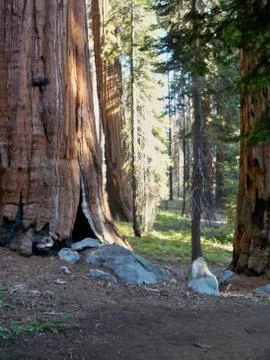 Sunshine Through the Redwoods Stock Photos