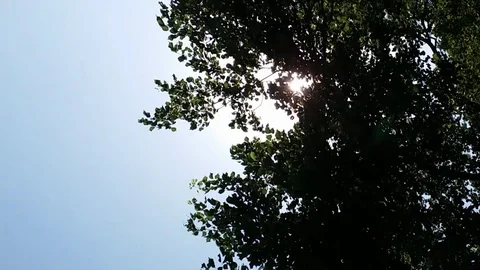 Sunshine through sewing leaves Stock Footage 126953965