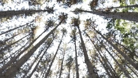 Sunshine through tall trees Video stock 82315328