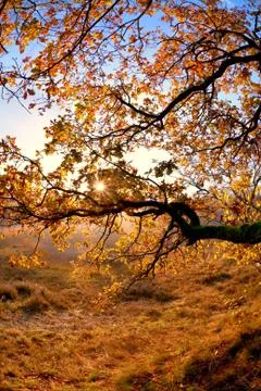 Sunshine through tree branches in autumn Stock Photos