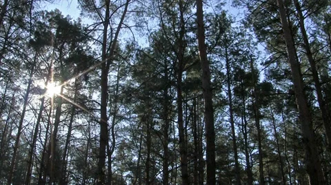 Sunshine through tree branches in wood. Time-lapse Stock Footage 36776829