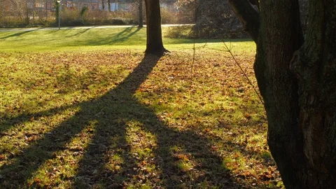 SunShine Through Tree Video stock 100411228