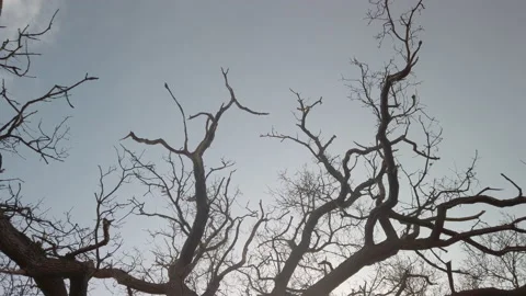 Sunshine through tree Stock Footage 149539211