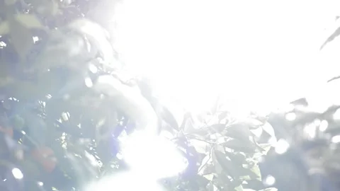 Sunshine through tree Stock Footage 199247536