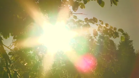 Sunshine Through Tree Leaves Stock Footage 40586755