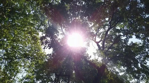 Sunshine Through Tree Leaves Stock Footage 107713292