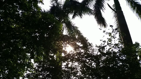 Sunshine through tree Leaves Stock Footage 108749741