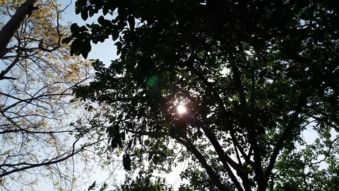 Sunshine through tree leaves Stock Footage 126953765