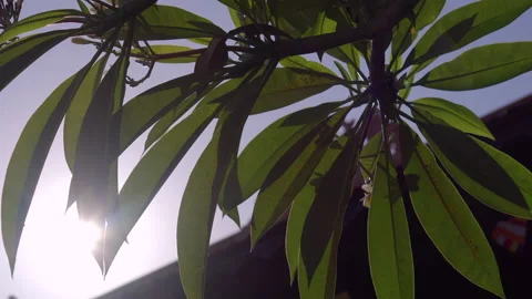 Sunshine through tree leaves Stock Footage 138890697