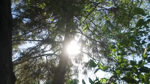 Sunshine Through Tree Leaves Panning from Behind Tree Trunk Summer Video Stock Footage 336625729