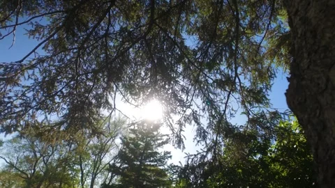 Sunshine Through Tree Leaves Panning from Behind Tree Trunk Video Video stock 336625891