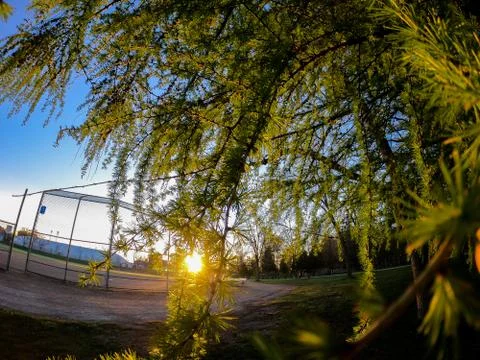 Sunshine through tree Foto stock
