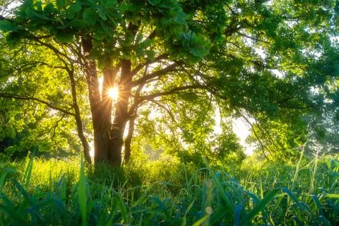 Sunshine through tree in spring morning Stock Photos