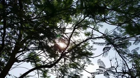 Sunshine Through Tree Swaying Leaves Stock Footage 107820098