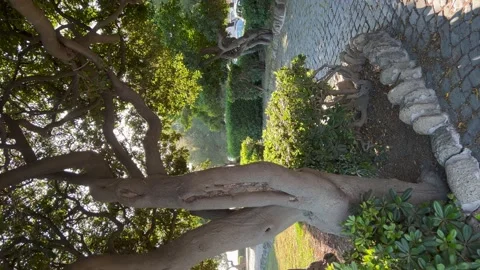 Sunshine through the trees in Anzio, Italy. Vertical video Stock Footage 195199220