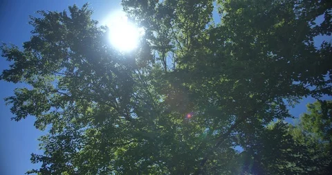 SUNSHINE THROUGH TREES WITH FLARE Stockbeeldmateriaal 111338568