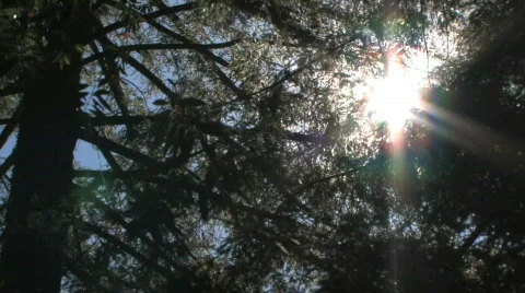 Sunshine Through the Trees Video stock 612415