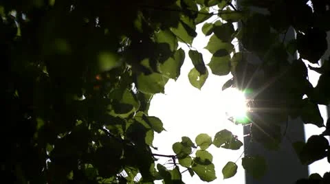 Sunshine Through Trees Video stock 12490586