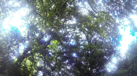 Sunshine through the trees Stock Footage 42851442