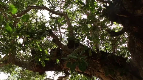 Sunshine through trees Stockbeeldmateriaal 81206767