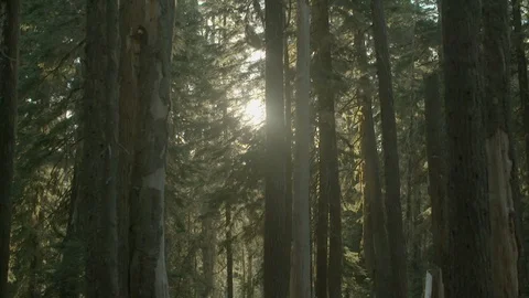 Sunshine through the trees in forest Stock Footage 87700633