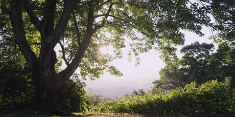 Sunshine through trees in forest Stock Footage 103785928