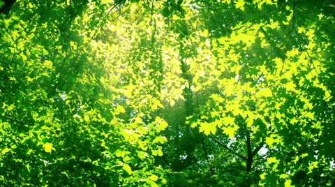 Sunshine through the trees. HD 1080. 動画素材 39848973