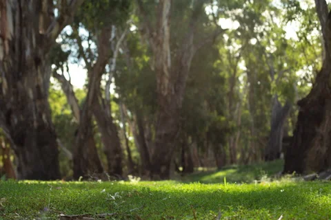 Sunshine Through Trees Over Grass Field 6k Stock Footage 182711704