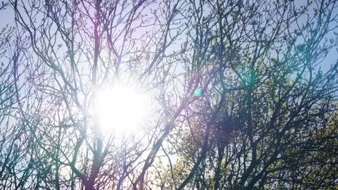 Sunshine through the trees Stock Photos