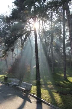 Sunshine through trees Stock Photos