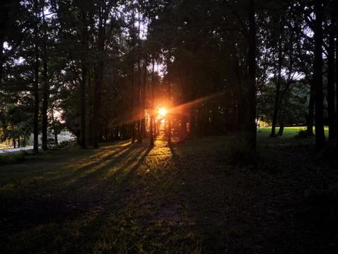 Sunshine through trees Foto stock