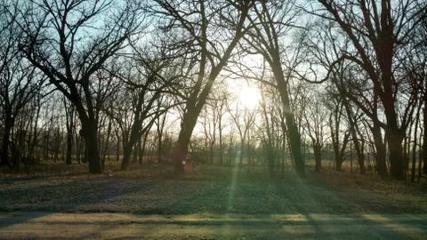 Sunshine  Through Trees 스톡 사진