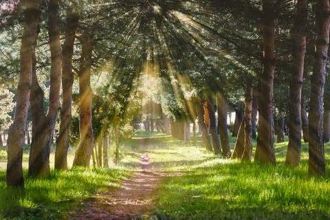 Sunshine through trees Stock Photos