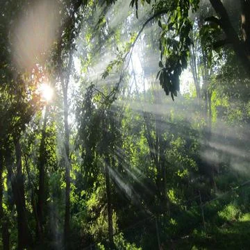 Sunshine through the trees Stockfoto's