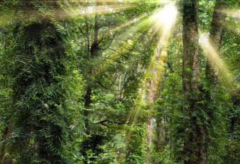 Sunshine through trees in rain forest Stock Photos