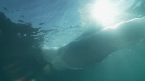 Sunshine through the water and the ice in the Arctic Ocean – Underwater shot Video stock 100599090
