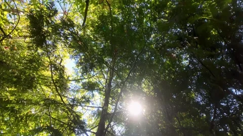 Sunshine Through Woodland Trees Vertical Pan Nature Video Stock Footage 332736602