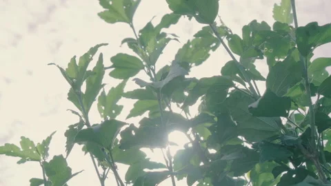 Sunshine Through the Young Trees Stock Footage 152898366